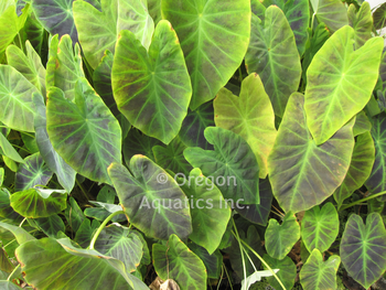 Colocasia antiquorum (imperial taro) gallon | Shallow Water Plants-Potted