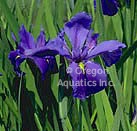 Iris Louisiana Clyde Redmond | Iris-Potted