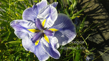 Iris ensata 'Hegira' bare root | Iris-Bare Root