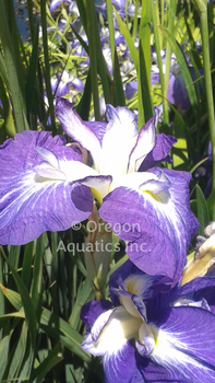 Iris ensata 'Violet' | Iris-Potted