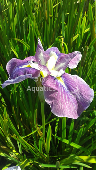 Iris ensata 'Hue & Cry' | Iris-Potted