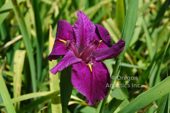 Iris Louisiana Knock Out | Iris-Bare Root