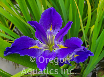 Iris Louisiana Blue Mystery | Iris-Bare Root