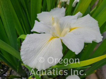 Iris Louisiana Cajun White Lightning | Iris-Bare Root