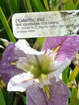 Iris Louisiana Colorific | Iris-Bare Root