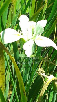 Iris Louisiana Acadian Miss | Iris-Bare Root