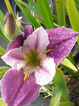 Iris Louisiana Colorific gallon | Iris-Potted