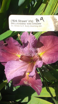 Iris Louisiana Kirk Strawn | Iris-Bare Root