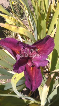 Iris ensata 'Purple Velvet' | Iris-Bare Root