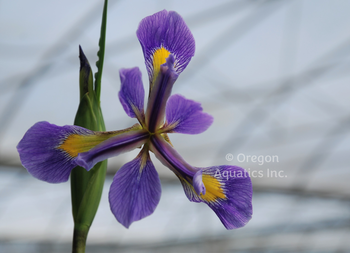 Iris versicolor (blue flag iris) | Iris-Bare Root