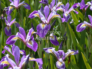 Iris versicolor Mountain Brook | Iris-Potted