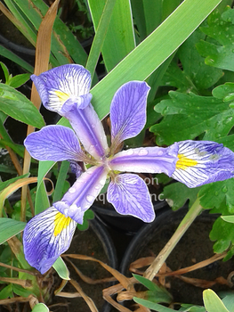 Iris versicolor (blue flag iris) | Iris-Potted