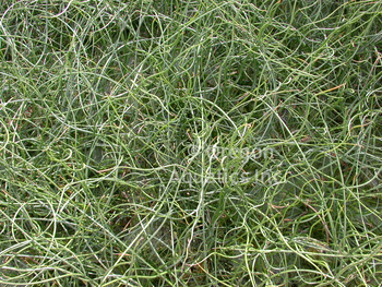 Juncus effusus Spiralis (Corkscrew Rush) bare root | Shallow Water Plants-Bare Root