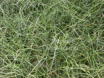 Juncus effusus Spiralis (corkscrew rush) gallon | Shallow Water Plants-Potted