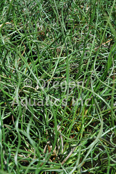 Juncus Curly Wurly (Mini Corkscrew Rush) bare root | Shallow Water Plants-Bare Root