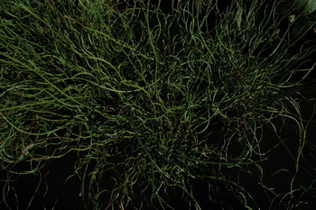 Juncus effusus 'Unicorn Variegata' (Variegated Giant Corkscrew Rush) bare root | Shallow Water Plants-Bare Root