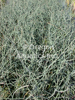Juncus inflexus Afro (blue corkscrew rush) gallon | Shallow Water Plants-Potted