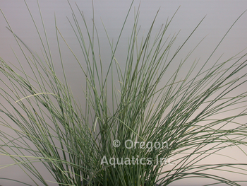 Juncus inflexus Lovesick Blues (weeping blue rush) gallon | Shallow Water Plants-Potted