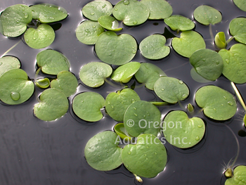 Limnobium spongia (American frogbit) do NOT sell in California!  Min.order (6) | Floaters