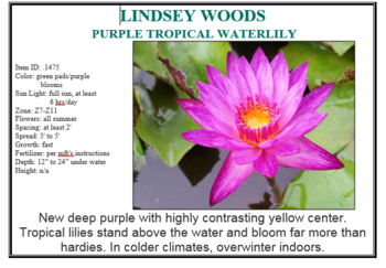 Lindsey Woods purple day blooming trop lily 8x5 pot | Potted Day Lilies