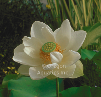 Alba Grandiflora lotus potted | Lotus-Potted