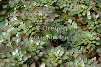 Ludwigia sedioides (mosaic plant) gal pot | Lily Like-Potted
