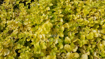 Lysmachia nummilaria 'Aurea' (golden creeping jenny) bare root | Shallow Water Plants-Bare Root