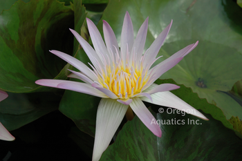 Madane Ganna Walska - Day blooming tropical lily bare root | Bare Root