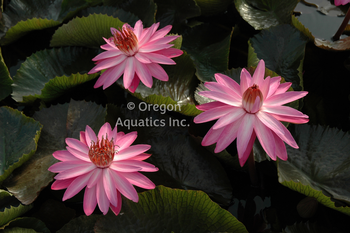 Maroon Beauty - Red night blooming tropical lily bare root | Bare Root