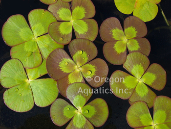 Marsilea mutica (variegated water clover) | Lily Like-Potted
