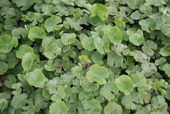 Marsilea drummondii (fuzzy water clover) bare root | Shallow Water Plants-Bare Root