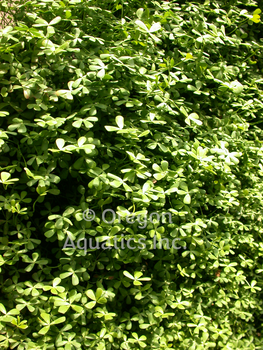 Marsilea minima (dwarf water clover) gallon pot | Shallow Water Plants-Potted
