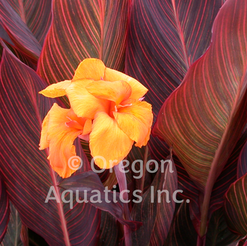 African Sunset - Canna bare root | Shallow Water Plants-Bare Root