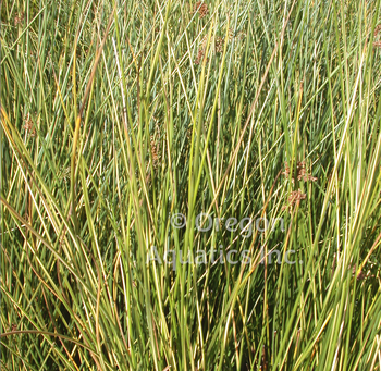 Juncus effusus Gold Strike (gold strike rush) gallon | Shallow Water Plants-Potted