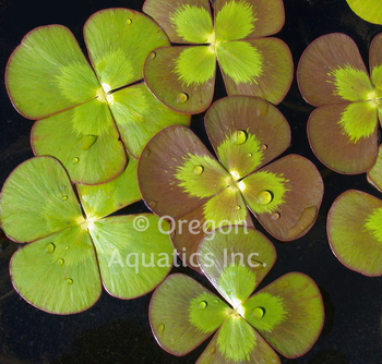 Marsilea mutica (variegated water clover) gallon grown emersed | Shallow Water Plants-Potted