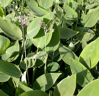 Thalia dealbata (Hardy Water Canna) bare root | Shallow Water Plants-Bare Root