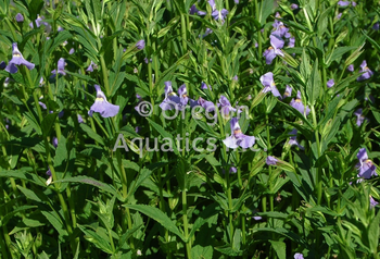 Mimulus ringens (lavender musk) bare root | Shallow Water Plants-Bare Root