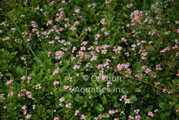 Myosotis Scirpoides Pinkie (Pink Forget-Me-Not) gal pot | Shallow Water Plants-Potted