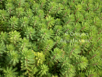 Myrio. sp. (dwarf red-stem parrot feather) gallon; | Moisture Loving-Potted