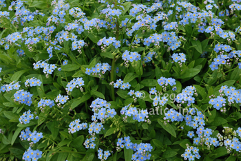 Myosotis Southern Blues | Shallow Water Plants-Potted