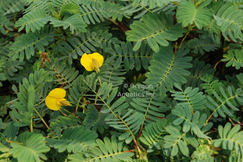 Neptunia aquatica (sensitive plant) gallon | Shallow Water Plants-Potted