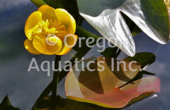 Nuphar japonica (Japanese pond lily) | Lily Like-Potted