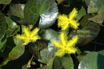 Nymphoides geminata (yellow snowflake) gal pot | Lily Like-Potted