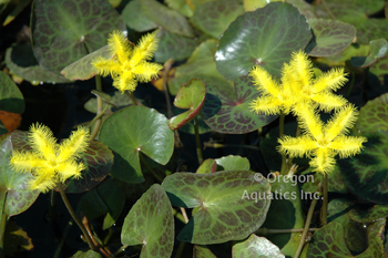 Nymphoides geminata (yellow snowflake) bare root | Lily Like-Bare Root