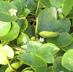 Nymphoides indica (giant water snowflake) gal pot | Lily Like-Potted