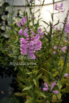 Physostegia virginiana obedient plant | Moisture Loving-Potted