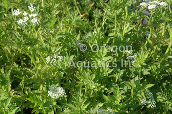 Oenantha javanica (Water Celery) bare root | Shallow Water Plants-Bare Root
