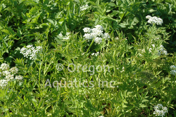 Oenanthe javanica (water celery) gallon | Shallow Water Plants-Potted