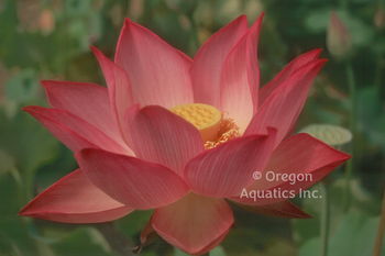 Pekinensis Rubra red lotus potted | Lotus-Potted