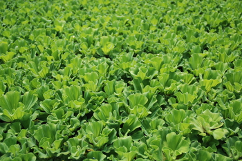 Pistia strat. (ruffled water lettuce); must be in water 65+ | Floaters